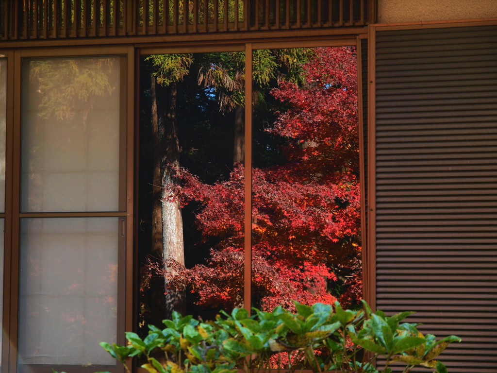 「紅葉」 (digital)