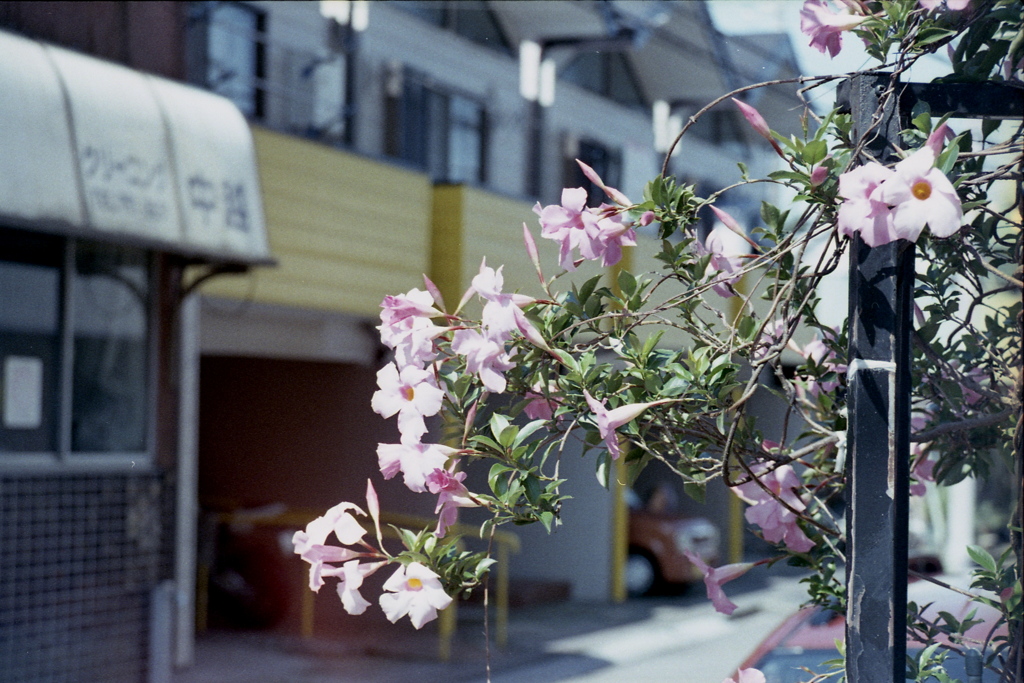 「街角flower」 (film)