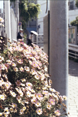 「街角flower: ヒナギク」 (film)