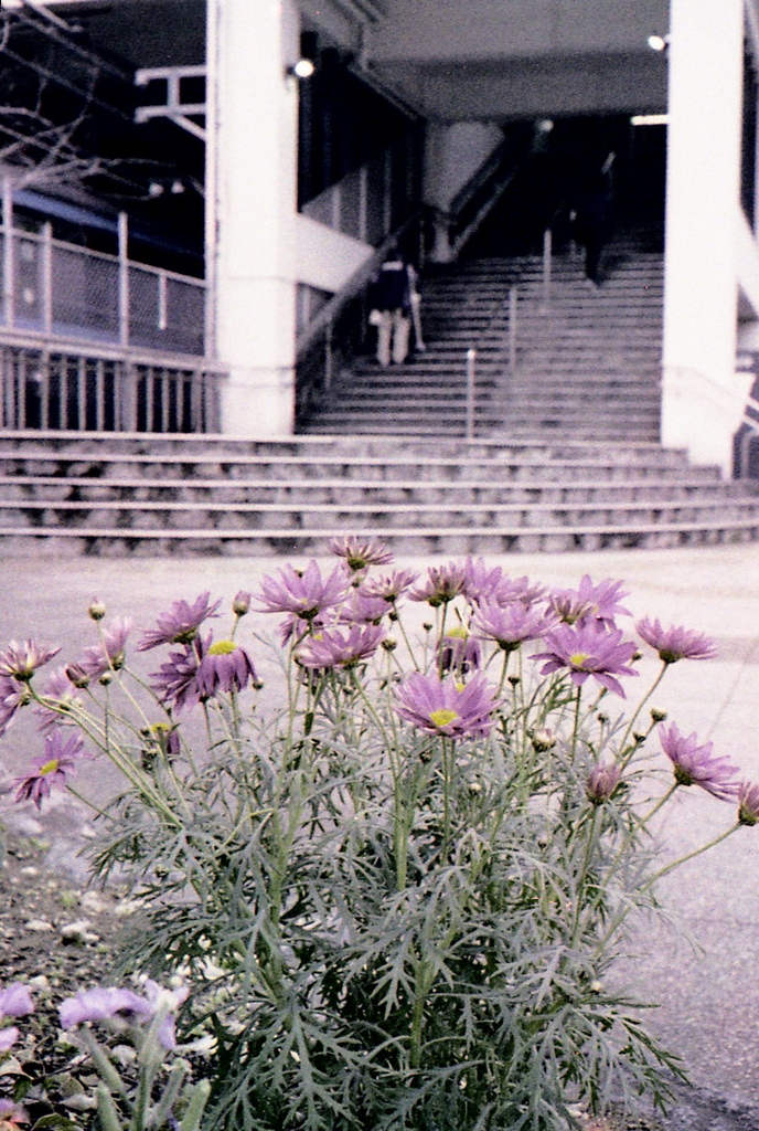 「磯子駅」 (film)