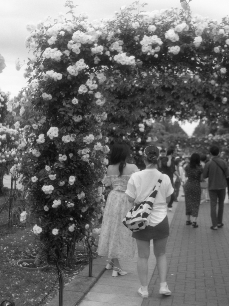 「横浜 山下公園 バラ園」 (film)