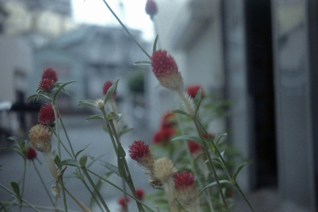 「千日紅」 (film)