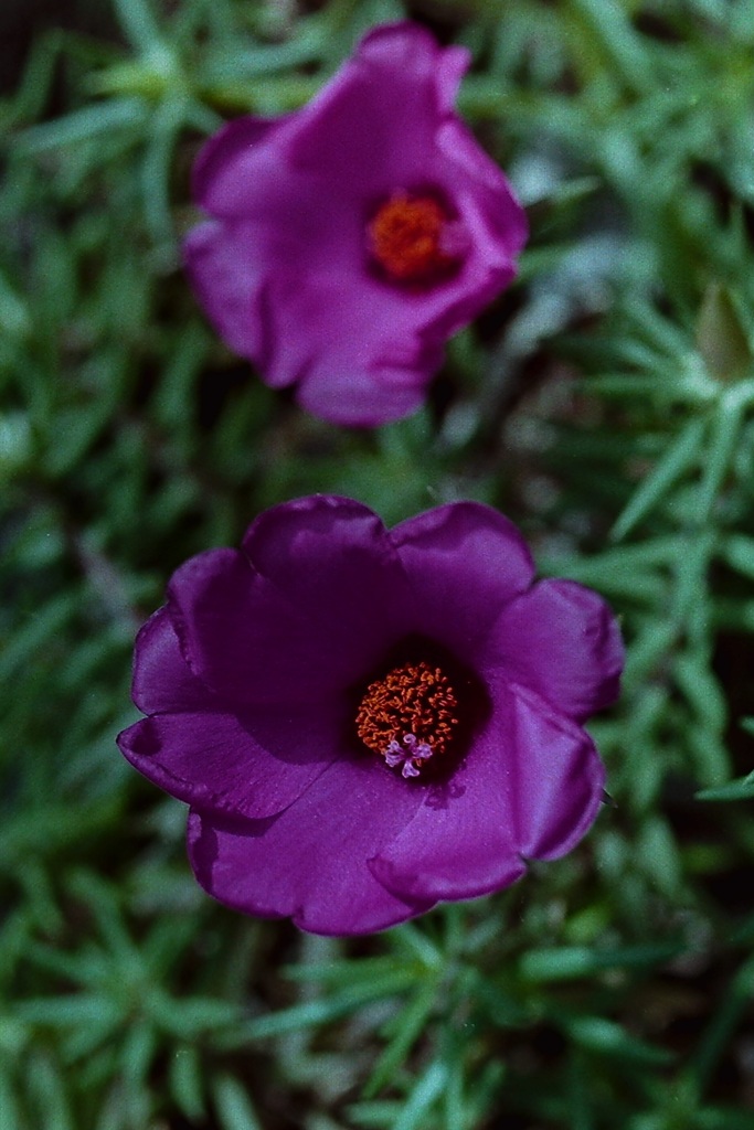 「伊豆高原にて07」  (film)