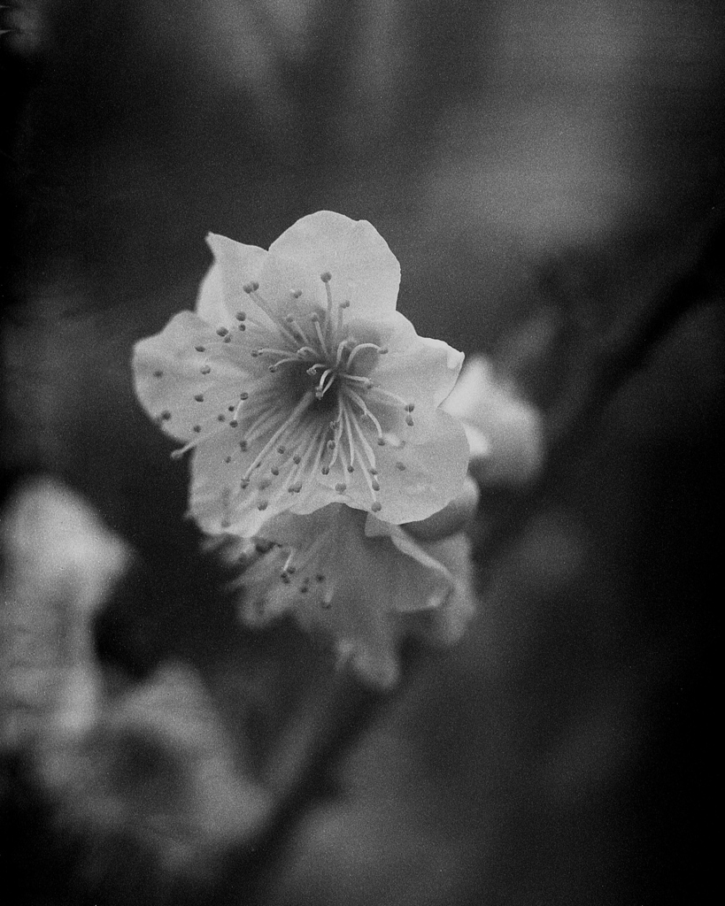 「白梅」 (film)