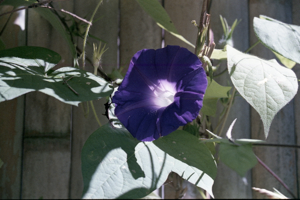 「そこいら辺photo」 (film)