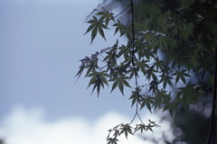 「梅雨の晴れ間に」 (film)