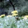 「春」 (film)