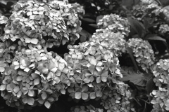 「なにしろ紫陽花」 (film:HR20)