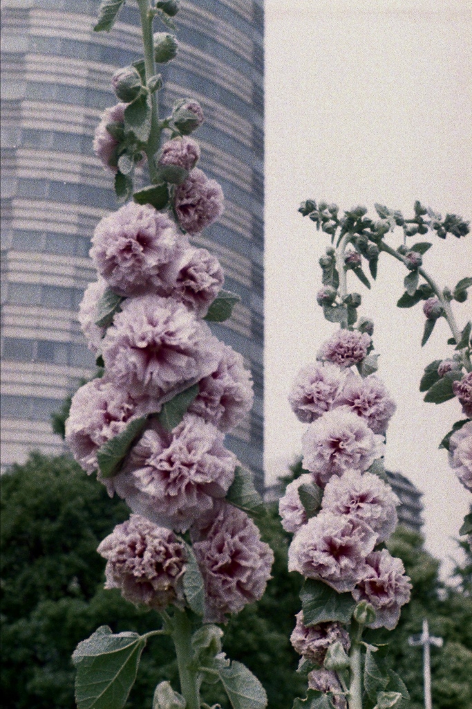 「街角flower: ホリホック」 (film)
