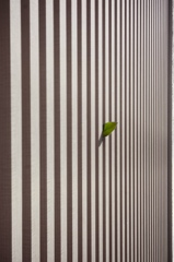 「stripes & a leaf」 (digital)