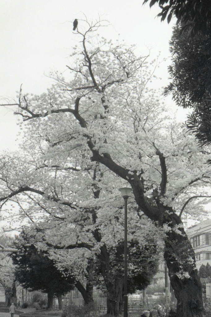 「サクラ」 (film)