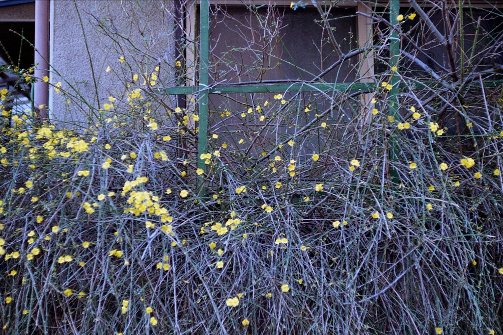 「窓辺」 (film)