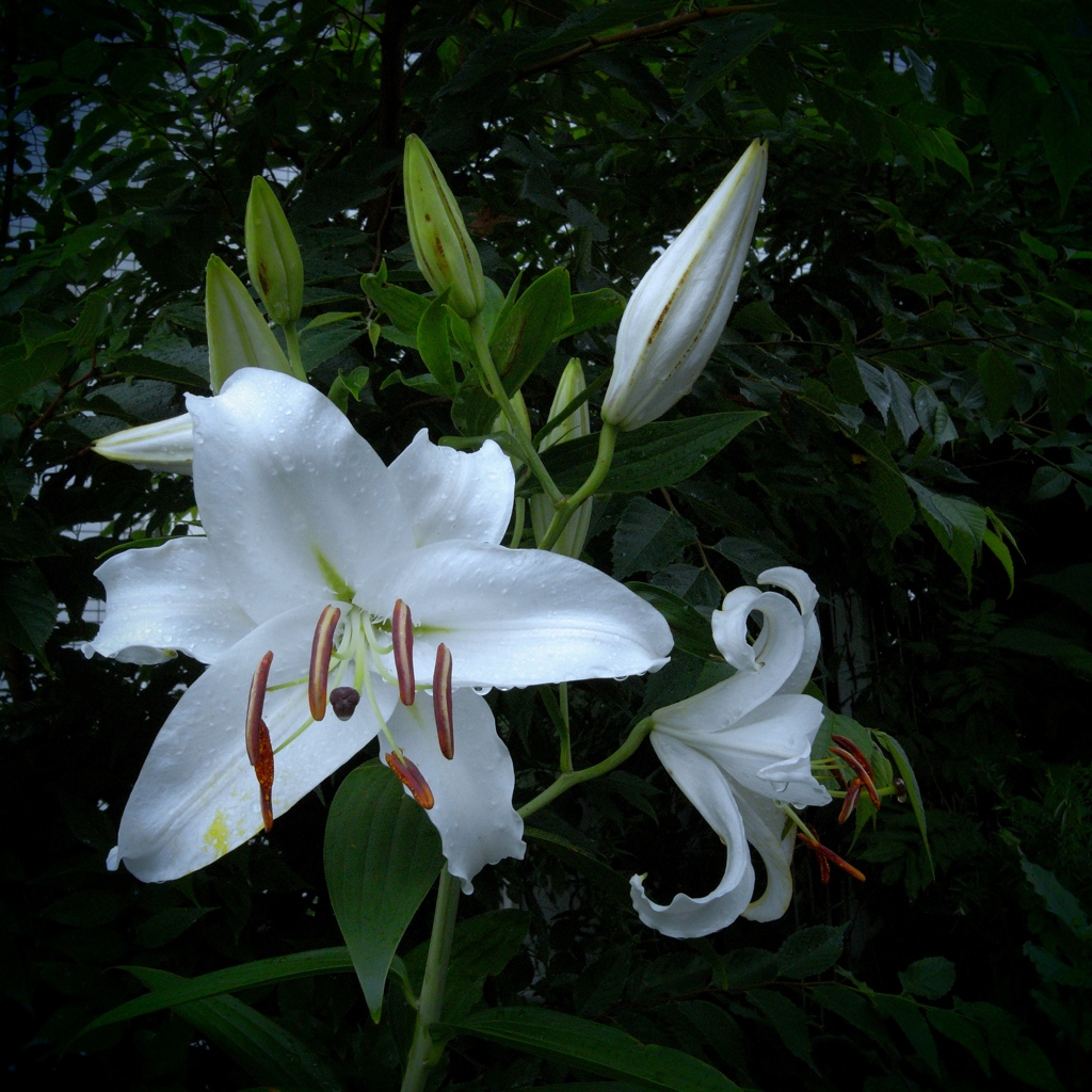 「07/06 小雨 02」