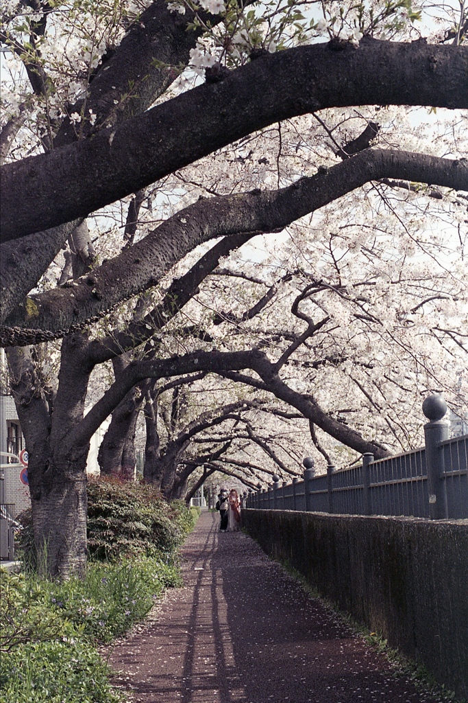 「Spring One Roll: 22」 (film)