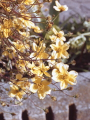 「街角flower 冬」 (film) 「街角flower 冬」 (film)