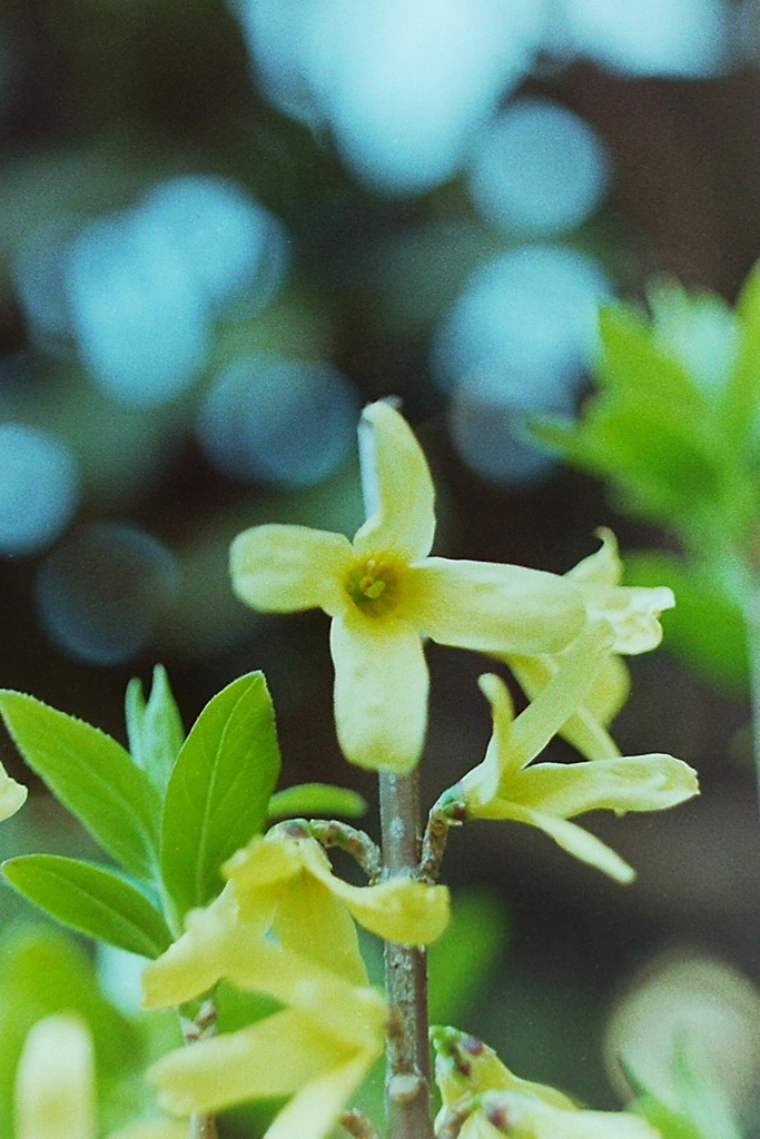 「3/29 flower 02」 (film)