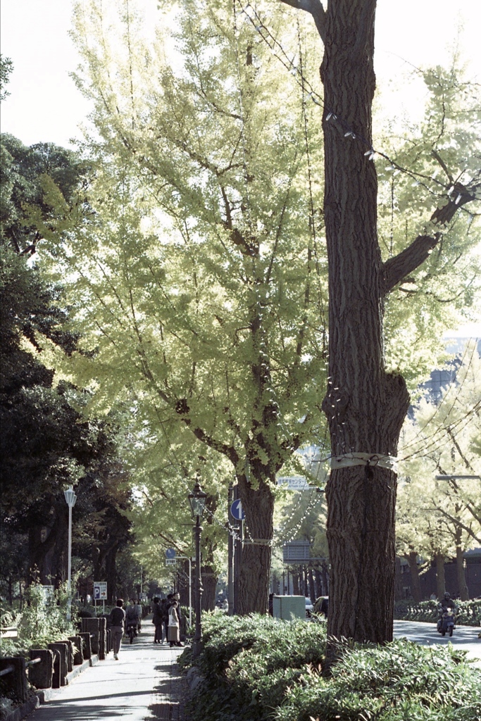 「山下公園通り」 (film)