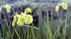 「黄菖蒲」 (film)