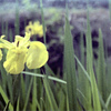 「黄菖蒲」 (film)