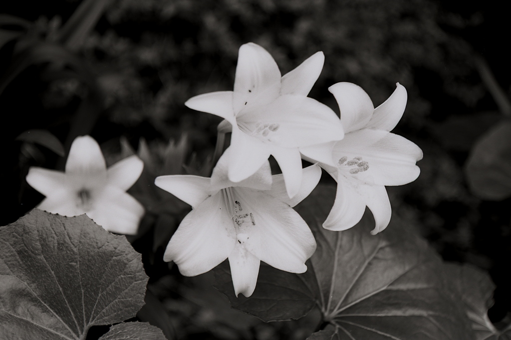 「flower」 (film:HR20)