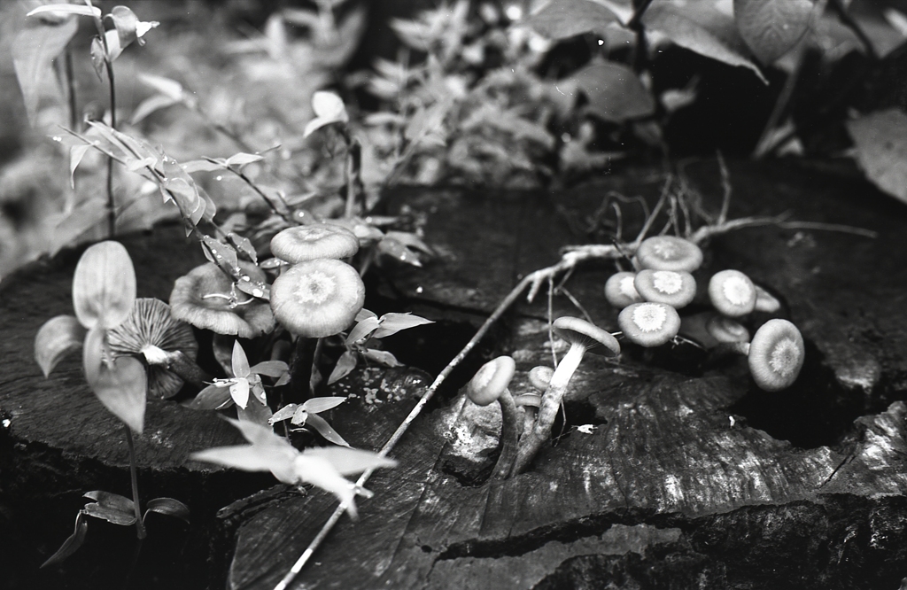 「きのこの山」 (film:HR20)