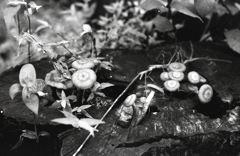 「きのこの山」 (film:HR20)
