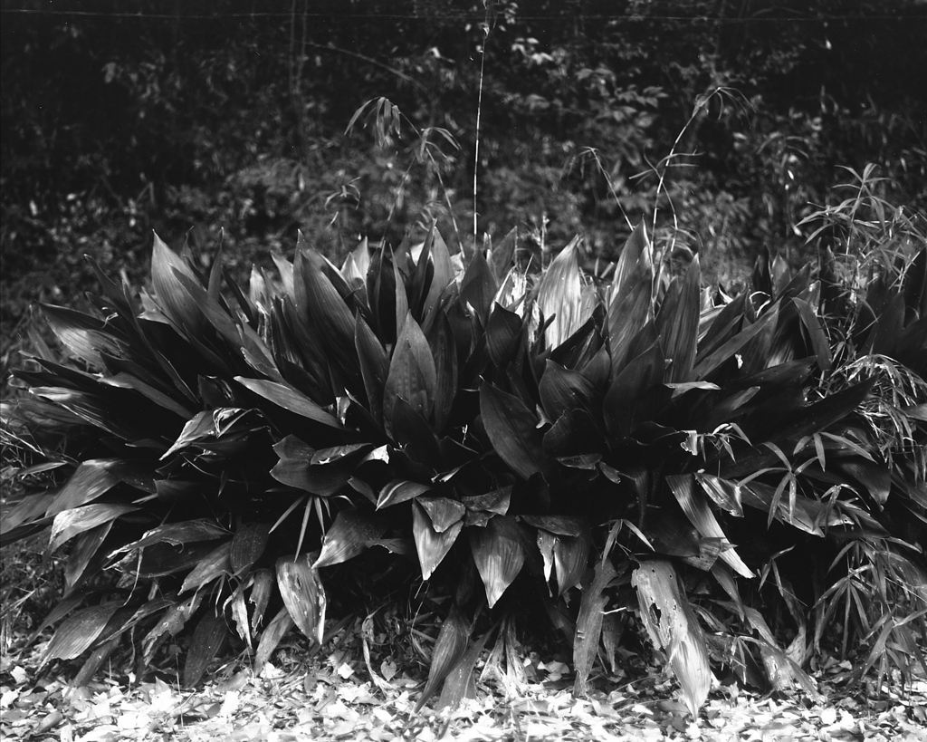 「plants」 (film:HR20)