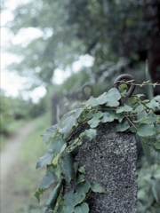 「遊歩道」 (film)