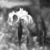 「菖蒲」 (film)
