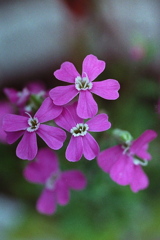 「散歩カメラ53」 (film) 「散歩カメラ53」 (film)