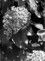 「紫陽花」 (film)