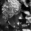 「紫陽花」 (film)