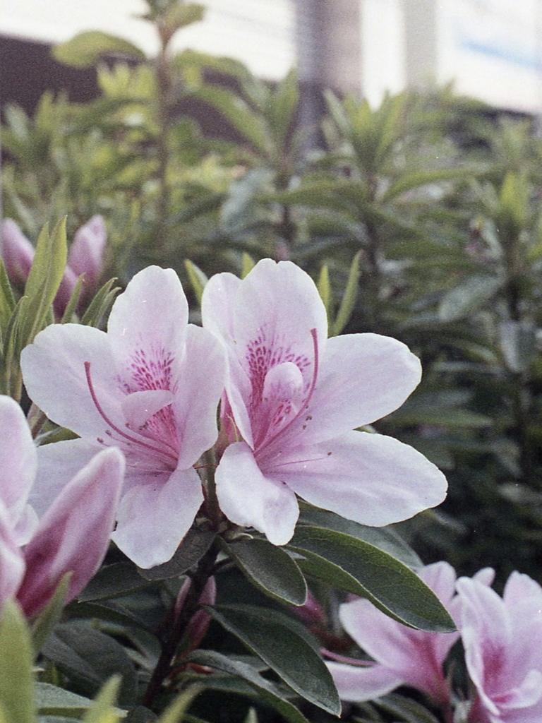 「ハーフで行こう：花」 (film)