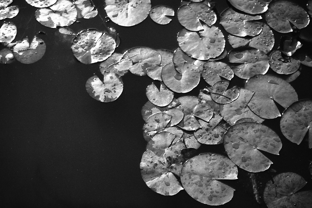 「野にあそぶ」 (film)
