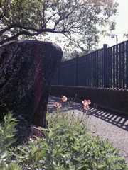 「街角flower」 (film)