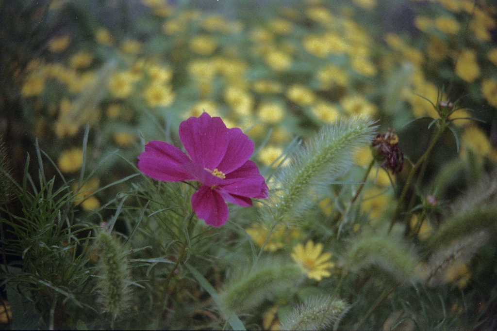 「red」 (film)