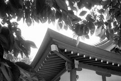 「宮」 (film)