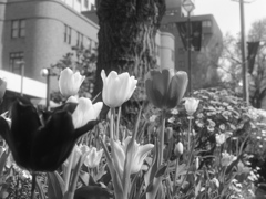 「tulip (monochrome)」 (film)