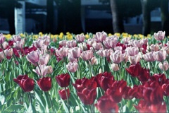 「Tulip 横浜公園」 (film)