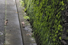 「雨上がり」