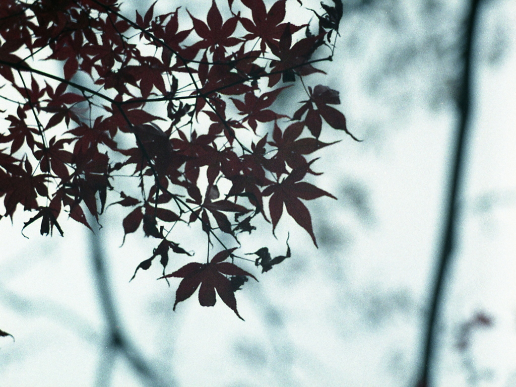 「風に吹かれて」 (film)