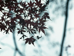 「風に吹かれて」 (film) 「風に吹かれて」 (film)