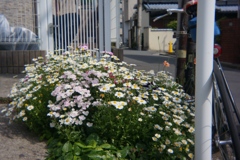 「街角flower（移植Lens）」 (digital)