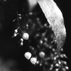 「野に遊ぶ」 (film:HR20)