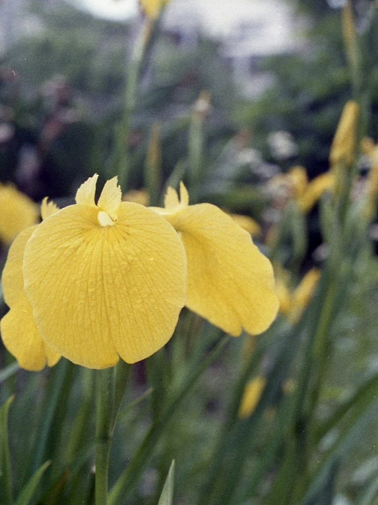 「黄芭蕉」 (film)