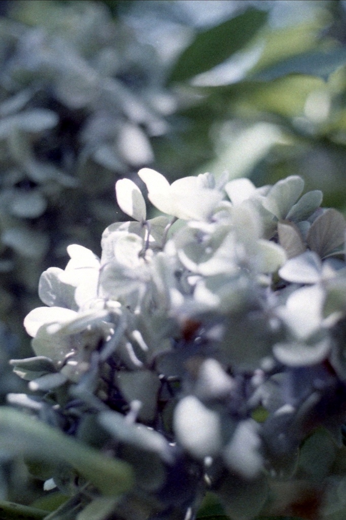 「残 紫陽花」 (film)