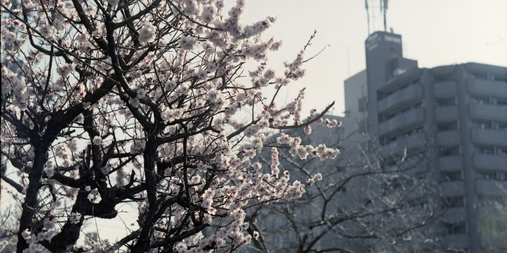 「はる」 (film)