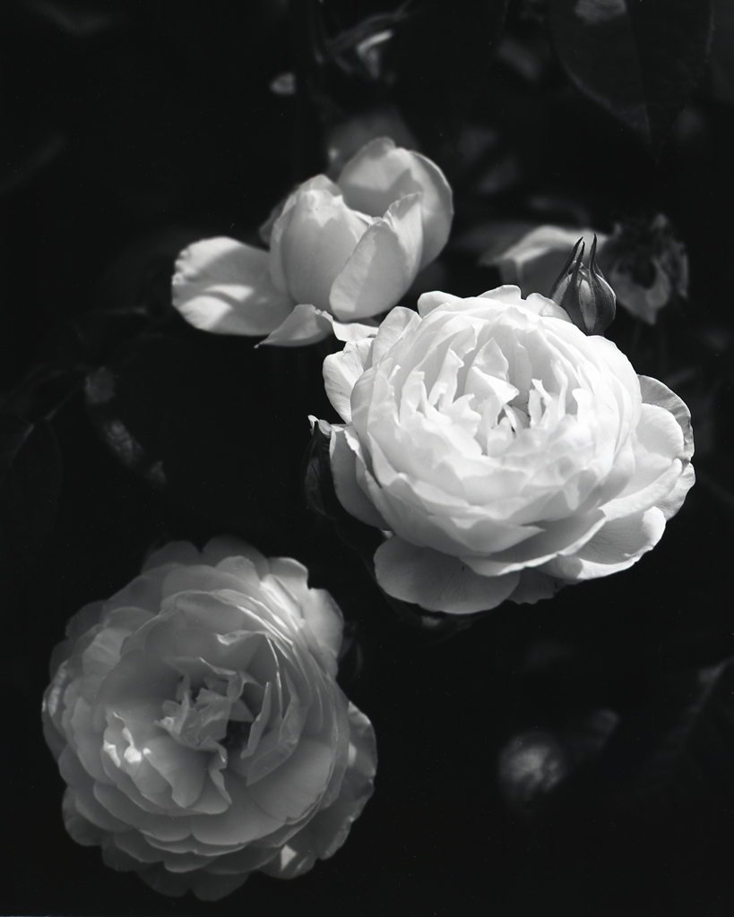 「薔薇園」 (film:HR20)