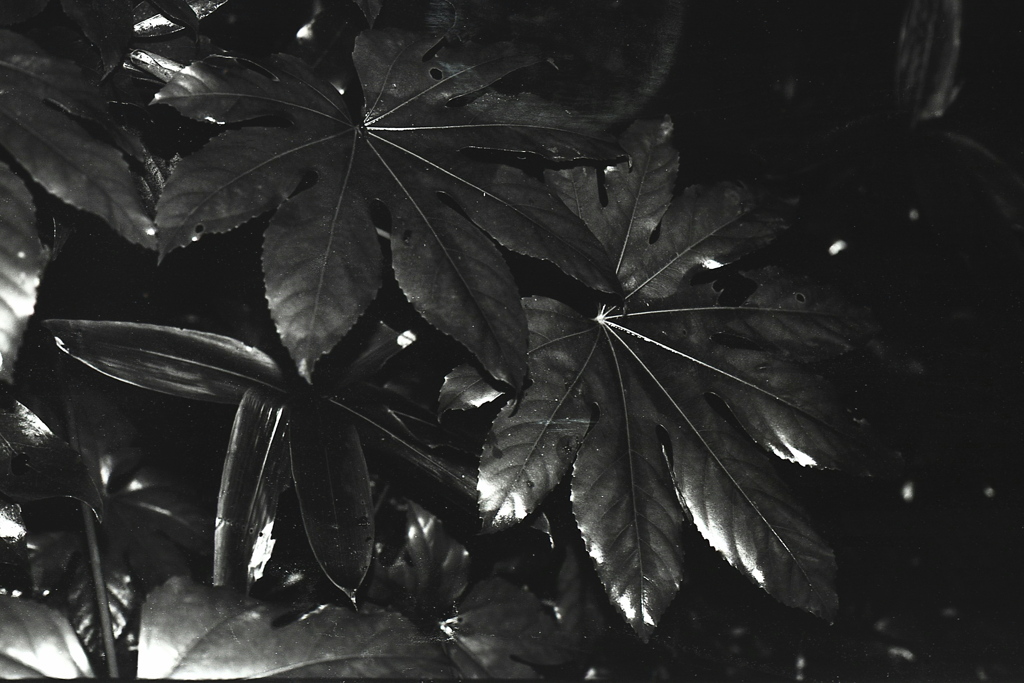 「野や山に」 (film:HR20)