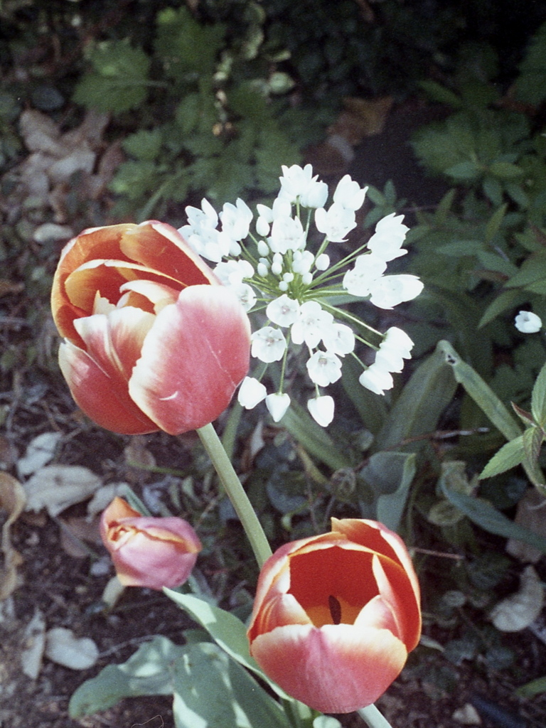 「tulip三昧」 (film)